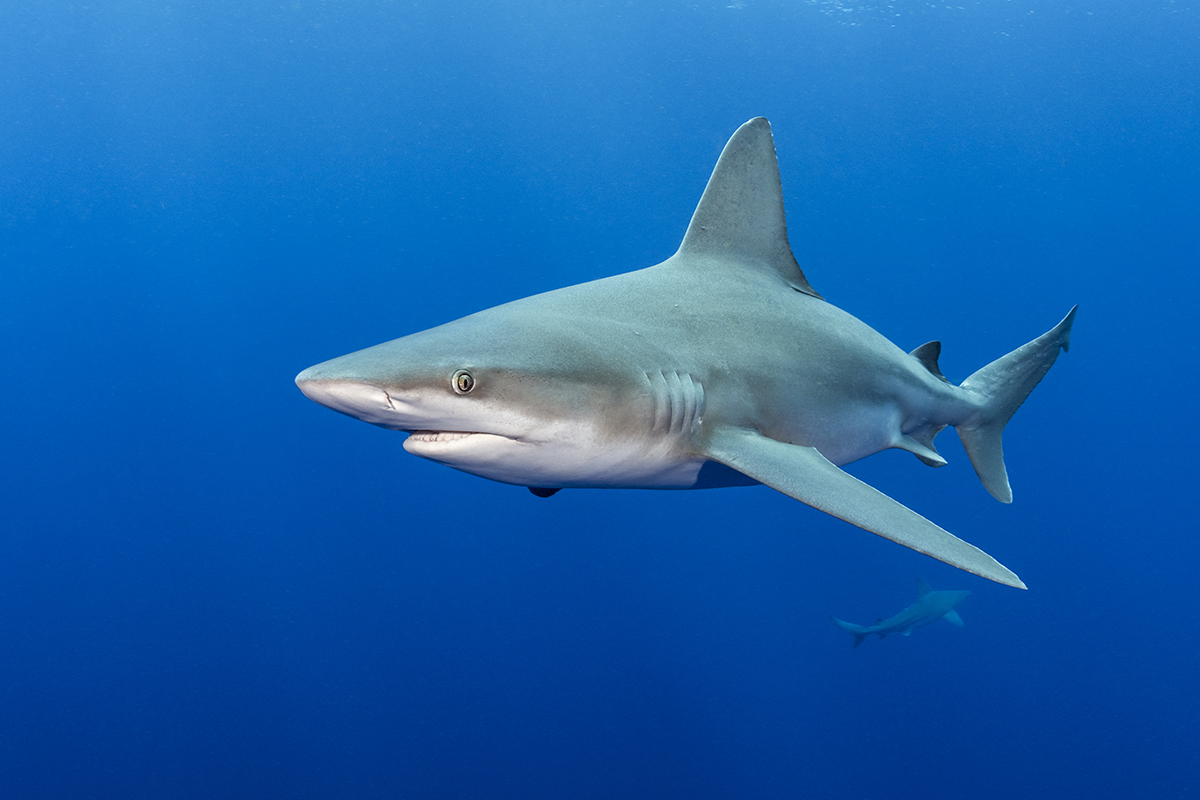 Sandbar Shark (Carcharhinus plumbeus)