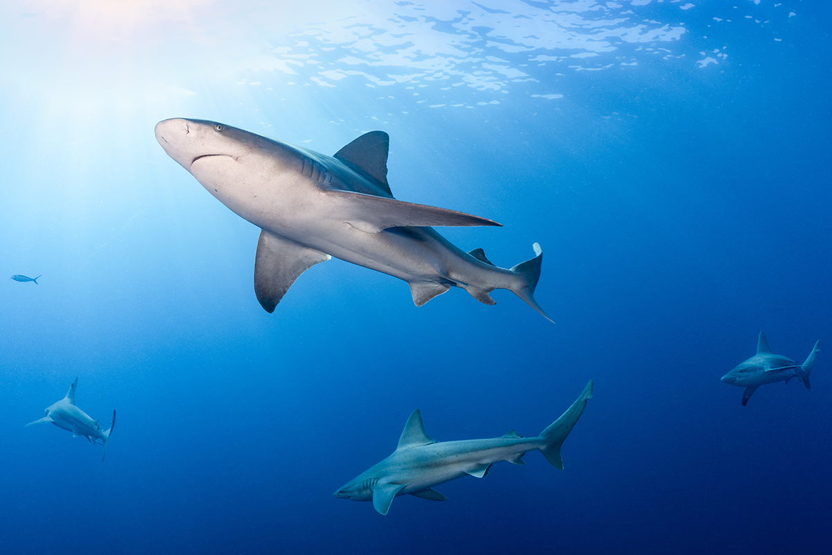 Sandbar Shark (Carcharhinus plumbeus)