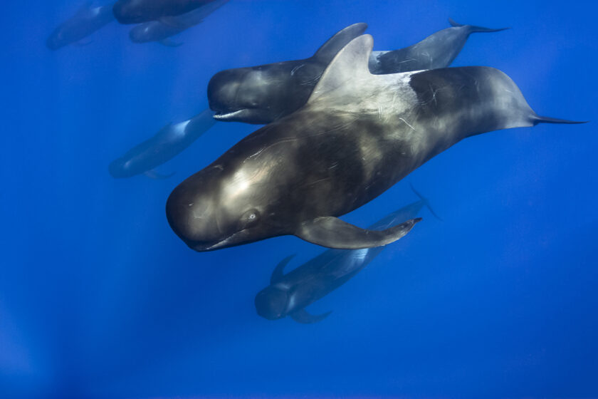 Short-finned pilot whales (Globicephala macrorhynchus)