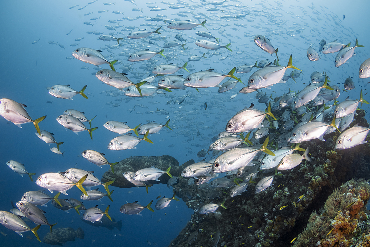 Horse-eye jacks gather on the Castor Wreck off of Boynton Beach Florida