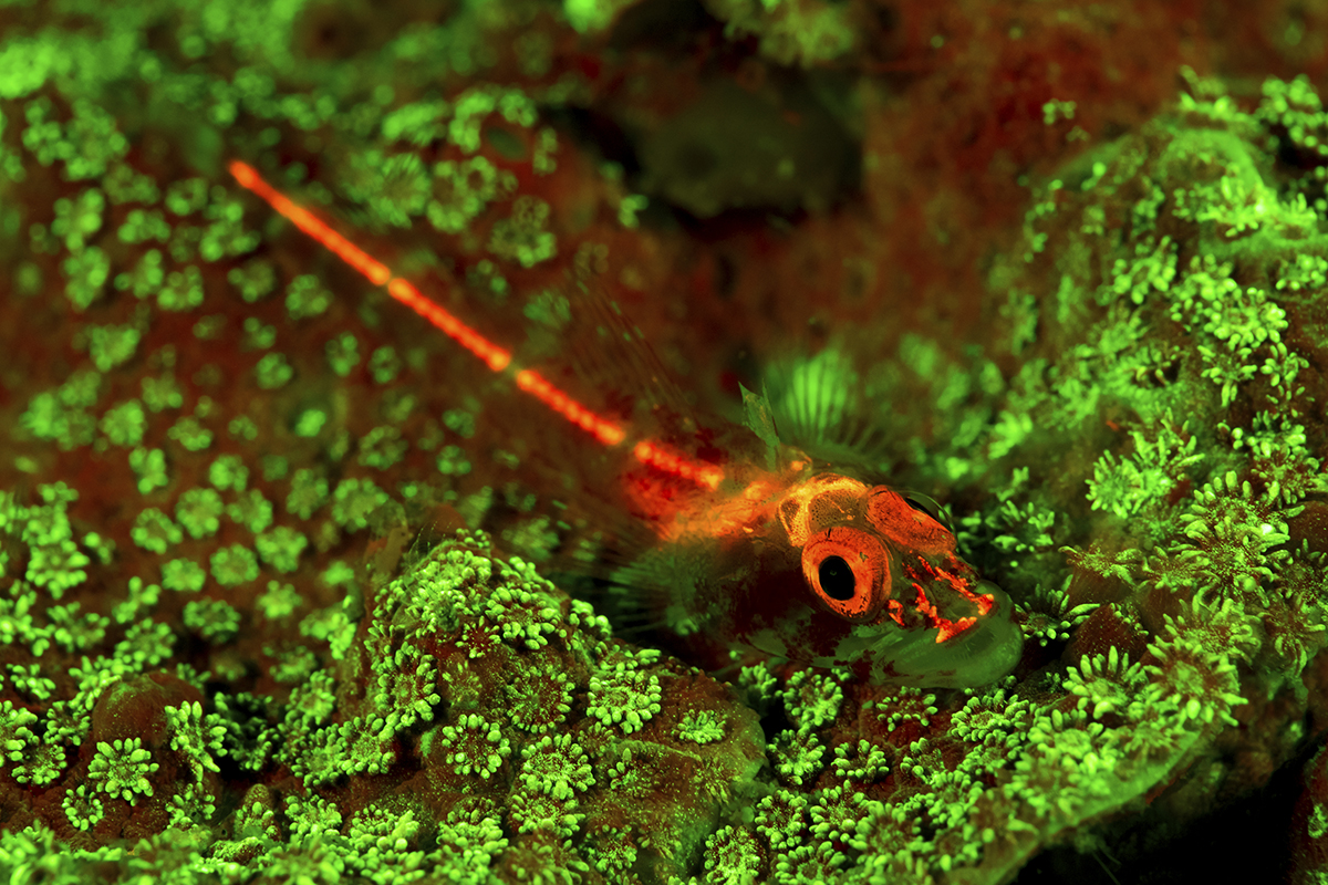 Triplefin goby illuminated by specialize fluo lights to reveal how some fish can fluoresce.