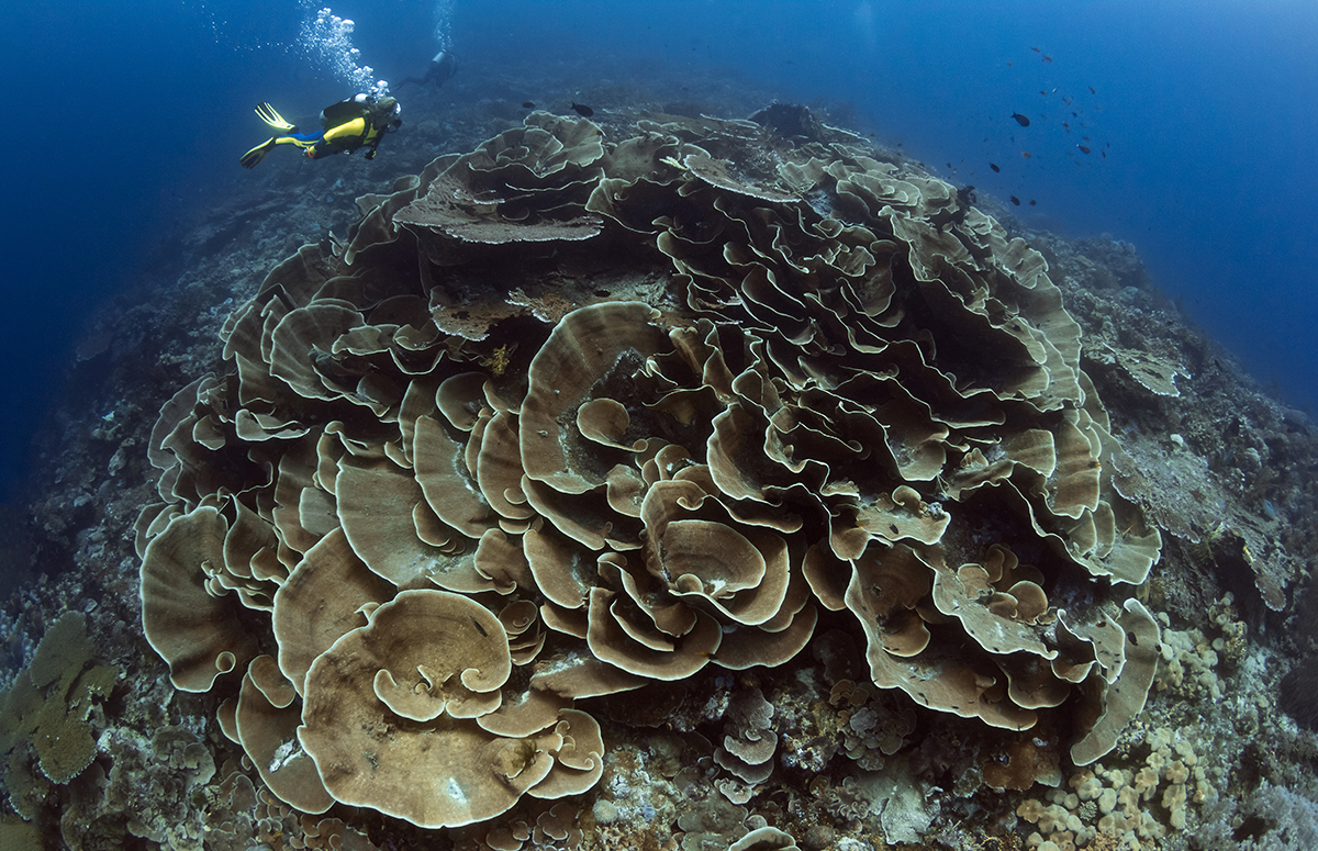 Dive site Roma, Wakatobi, Indonesia