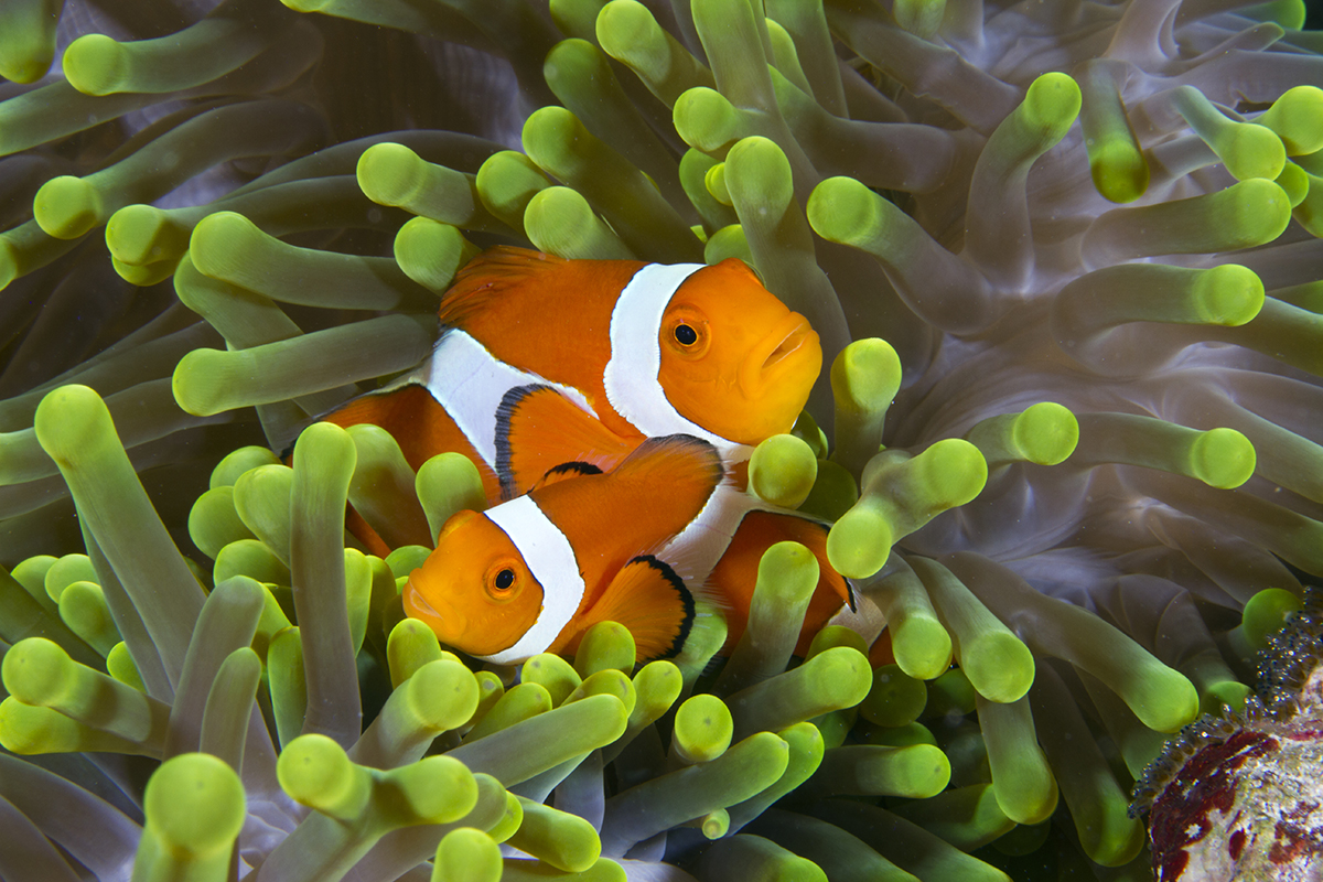 False Clown Anemonefish