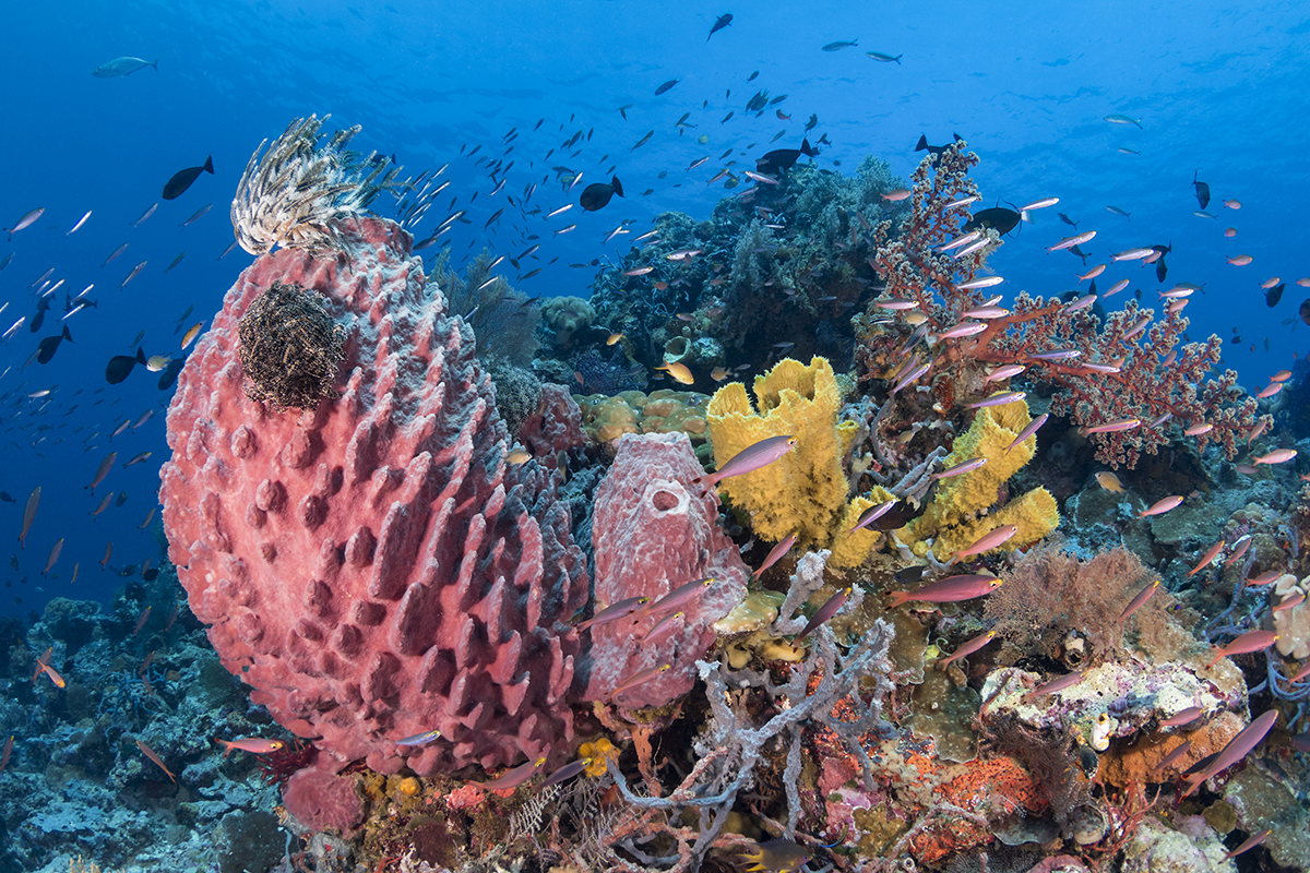 Dive site Blade, at Wakatobi, Indonesia