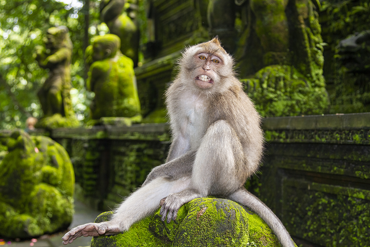 Macaque Monkey, Bali Indonesia