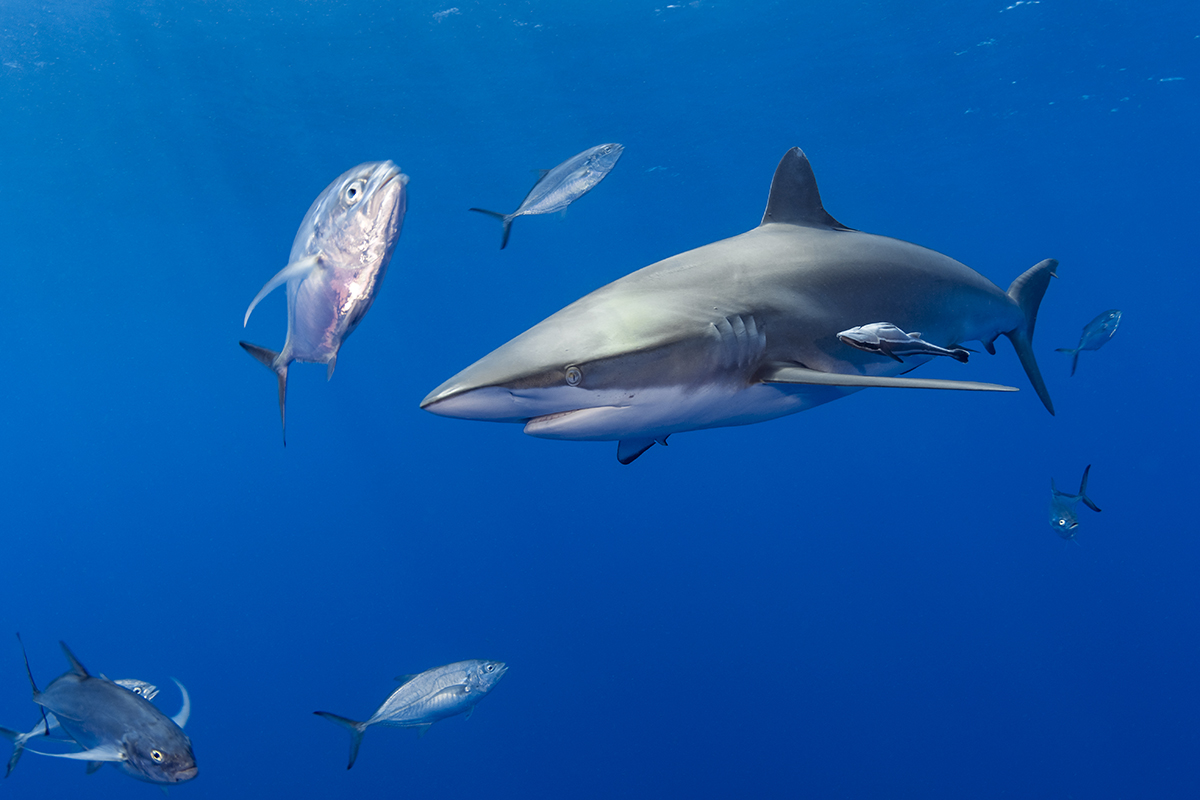 Silky Shark (Carcharhinus falciformis)