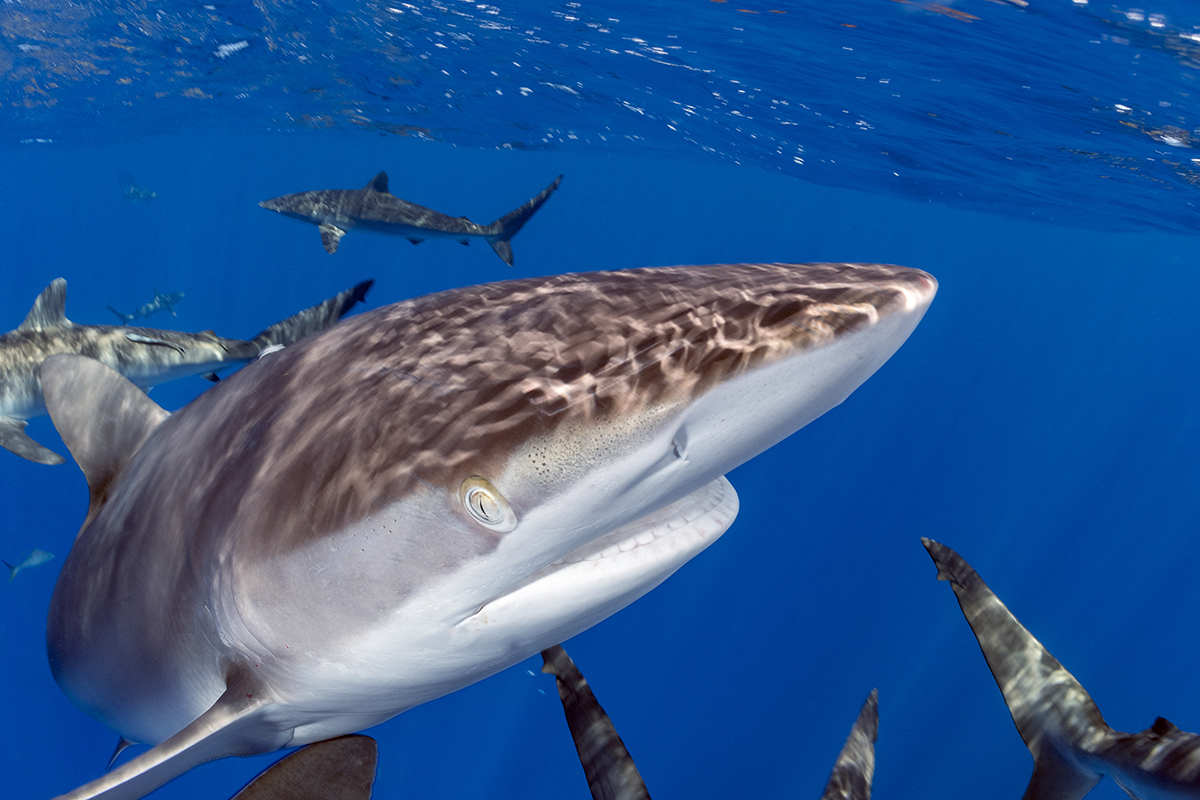 Silky Shark (Carcharhinus falciformis)