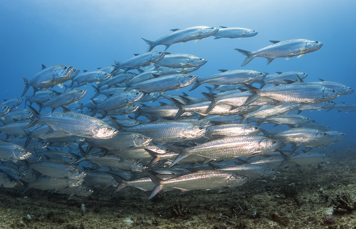 Atlantic Tarpon