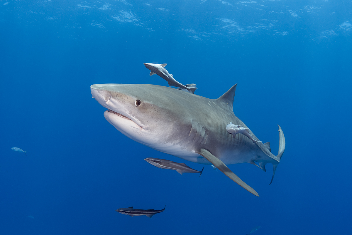 Tiger Shark (Galeocerdo cuvier)