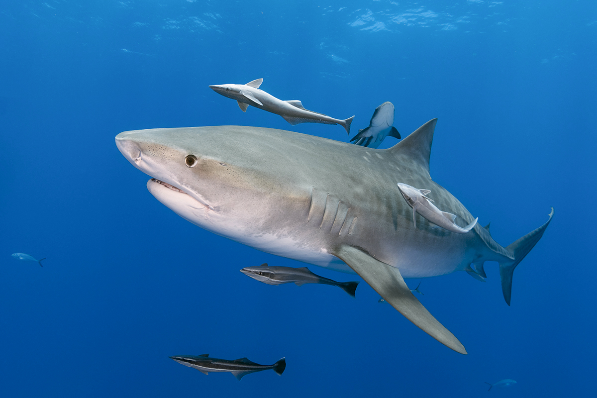 Tiger Shark (Galeocerdo cuvier)