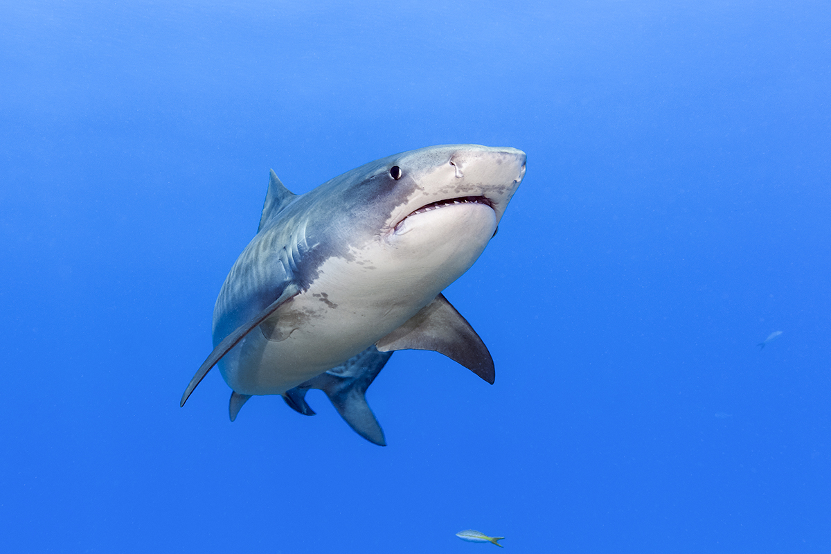 Tiger Shark (Galeocerdo cuvier)