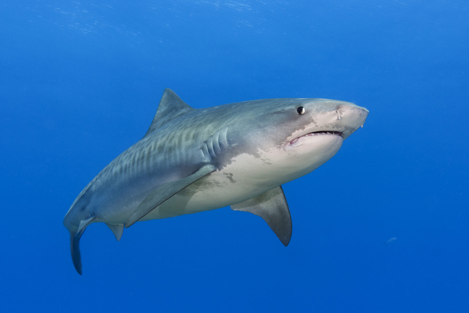 Tiger Shark (Galeocerdo cuvier)