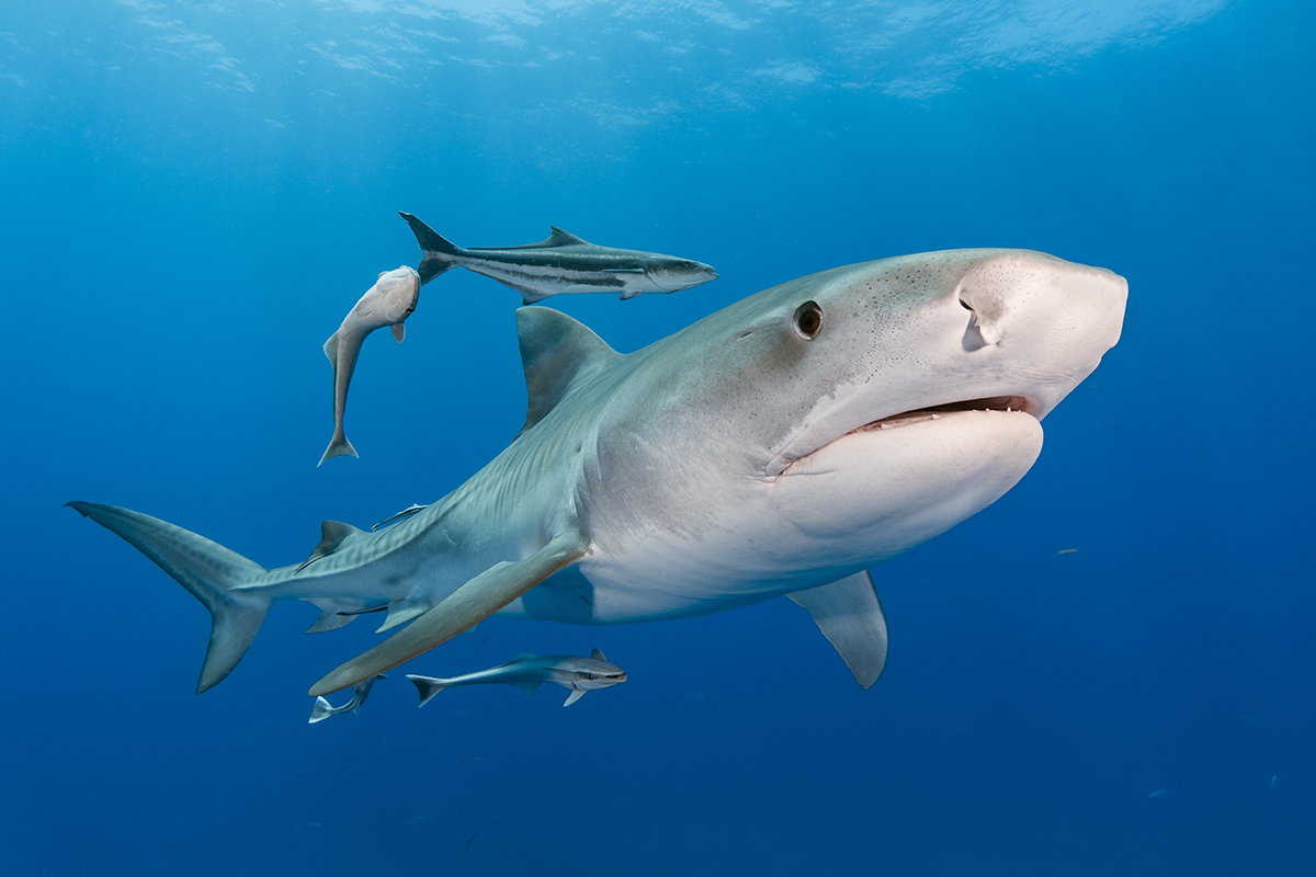 Tiger Shark (Galeocerdo cuvier)