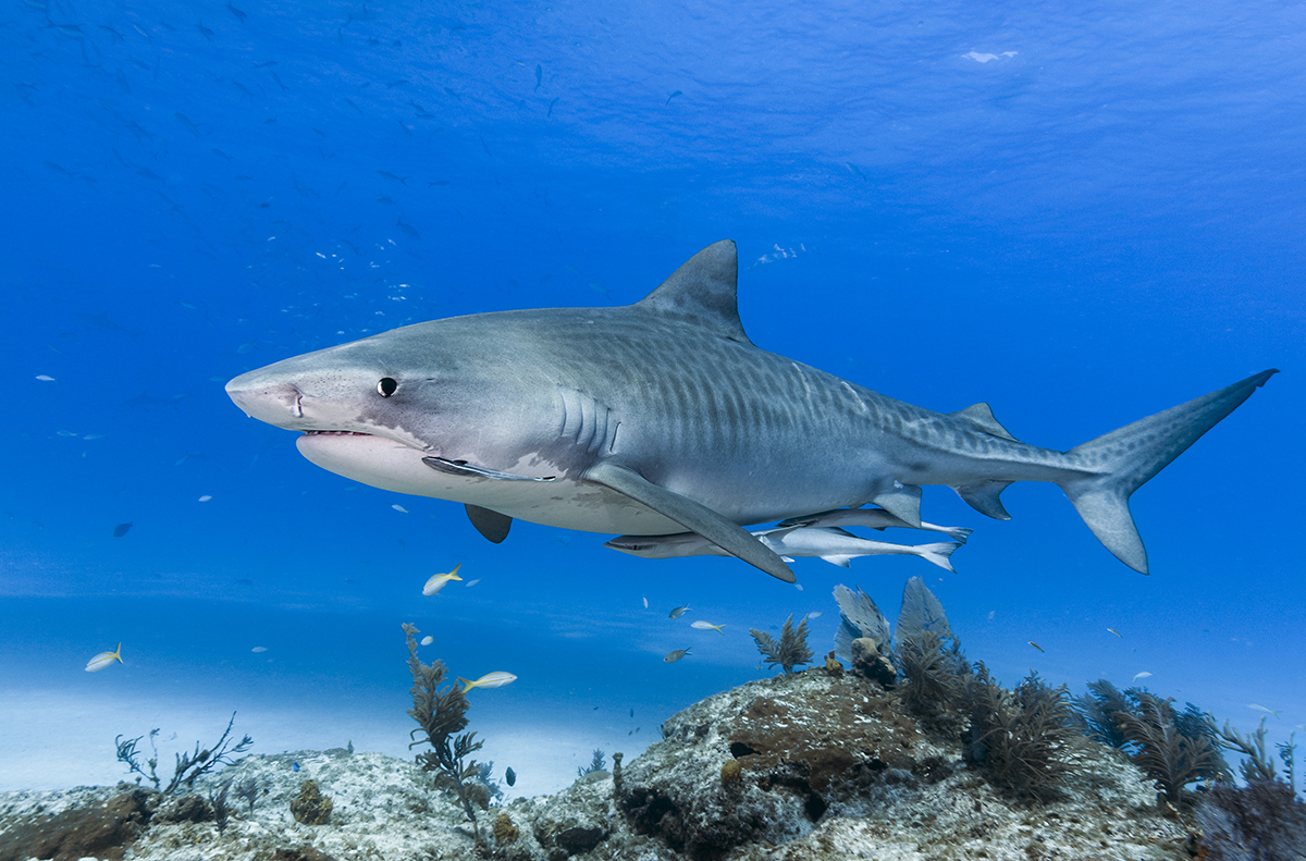 Tiger Shark (Galeocerdo cuvier)