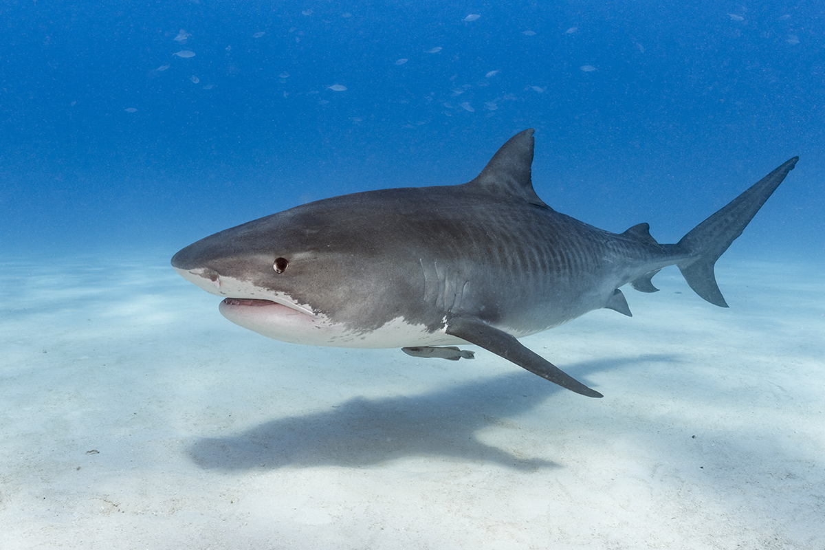 Tiger Shark (Galeocerdo cuvier)