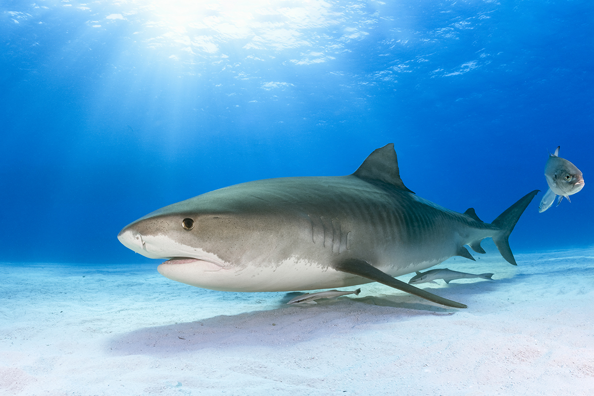 Tiger Shark (Galeocerdo cuvier)