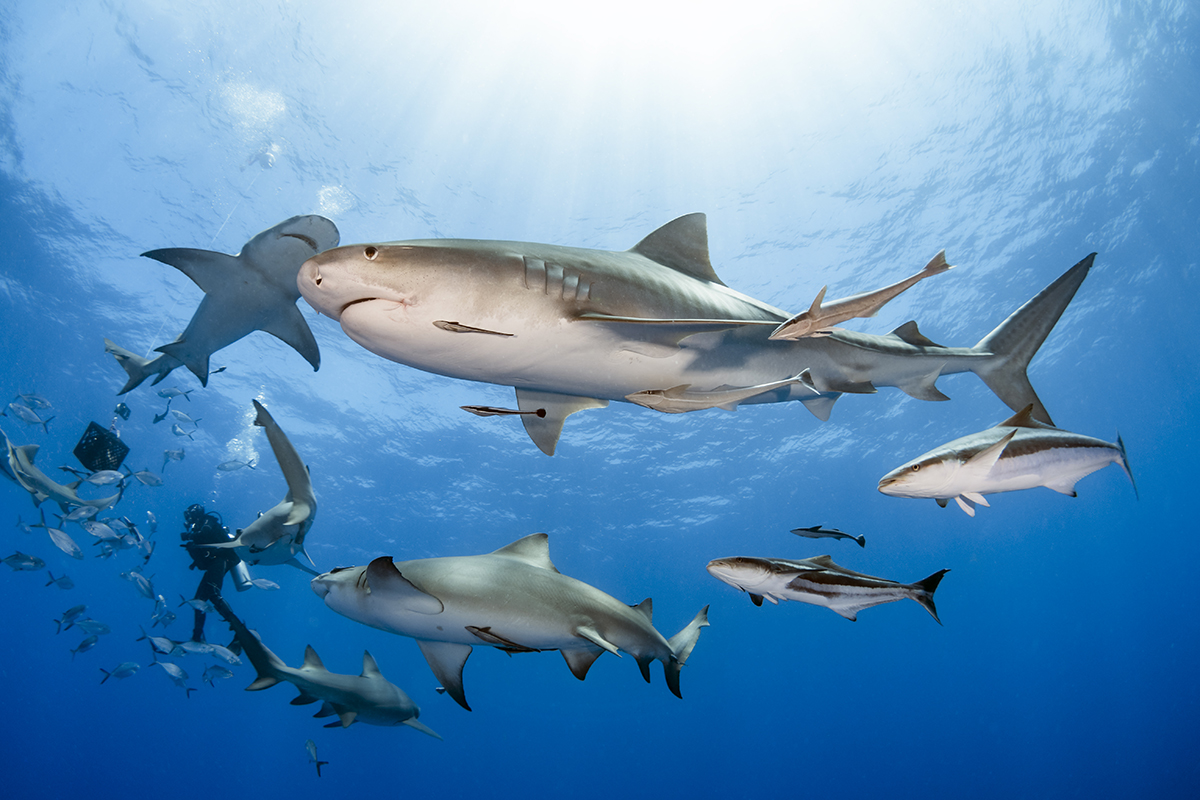 Tiger Shark (Galeocerdo cuvier)