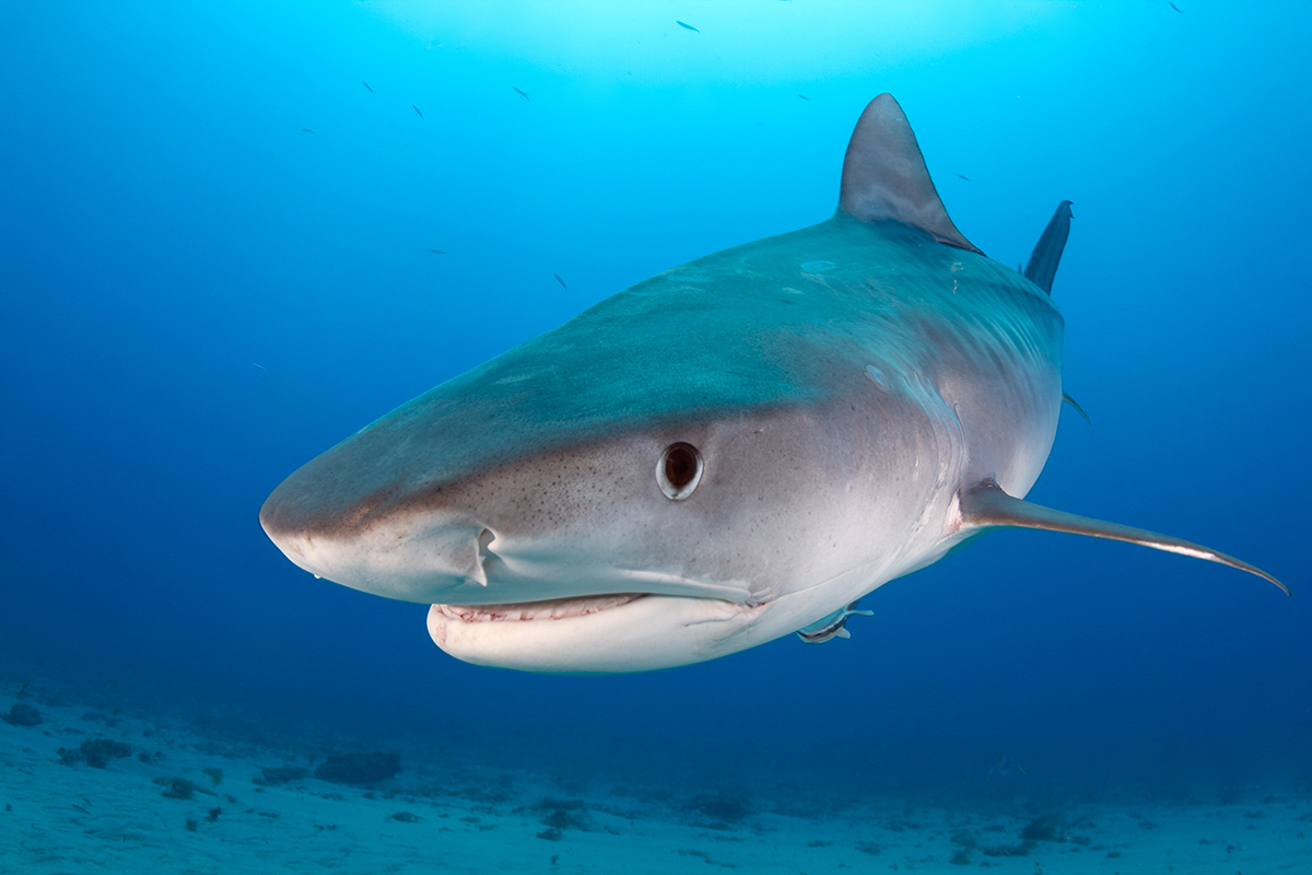 Tiger Shark (Galeocerdo cuvier)