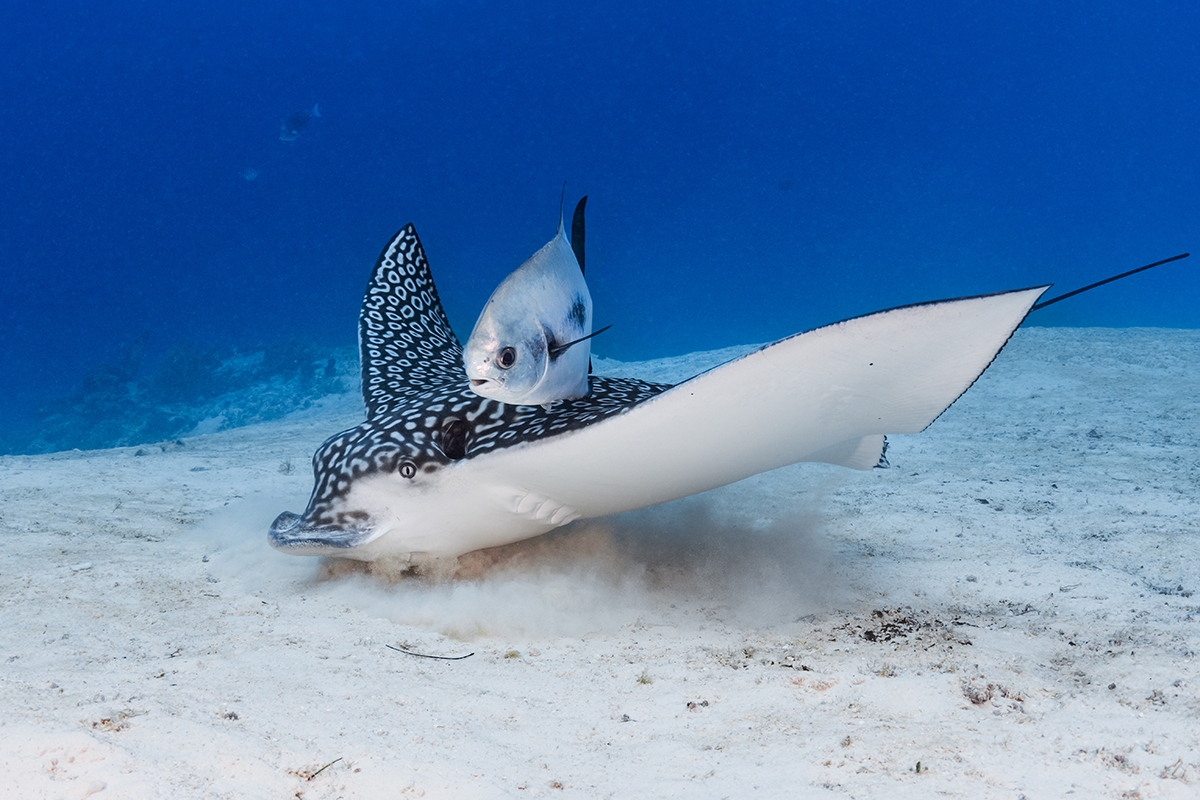 Spotted Eagle Ray