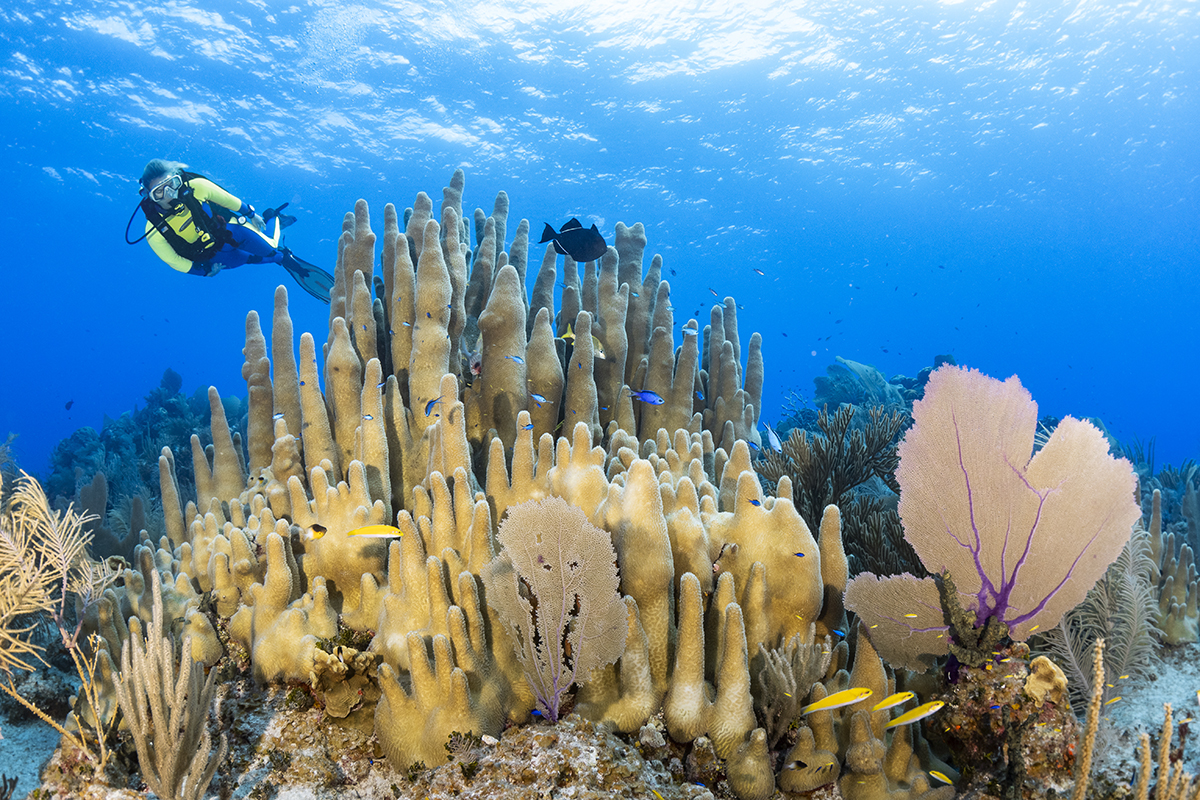 Scuba diver swims over a giant stand of pillar in Cayman Brac, Cayman Islands BWI.