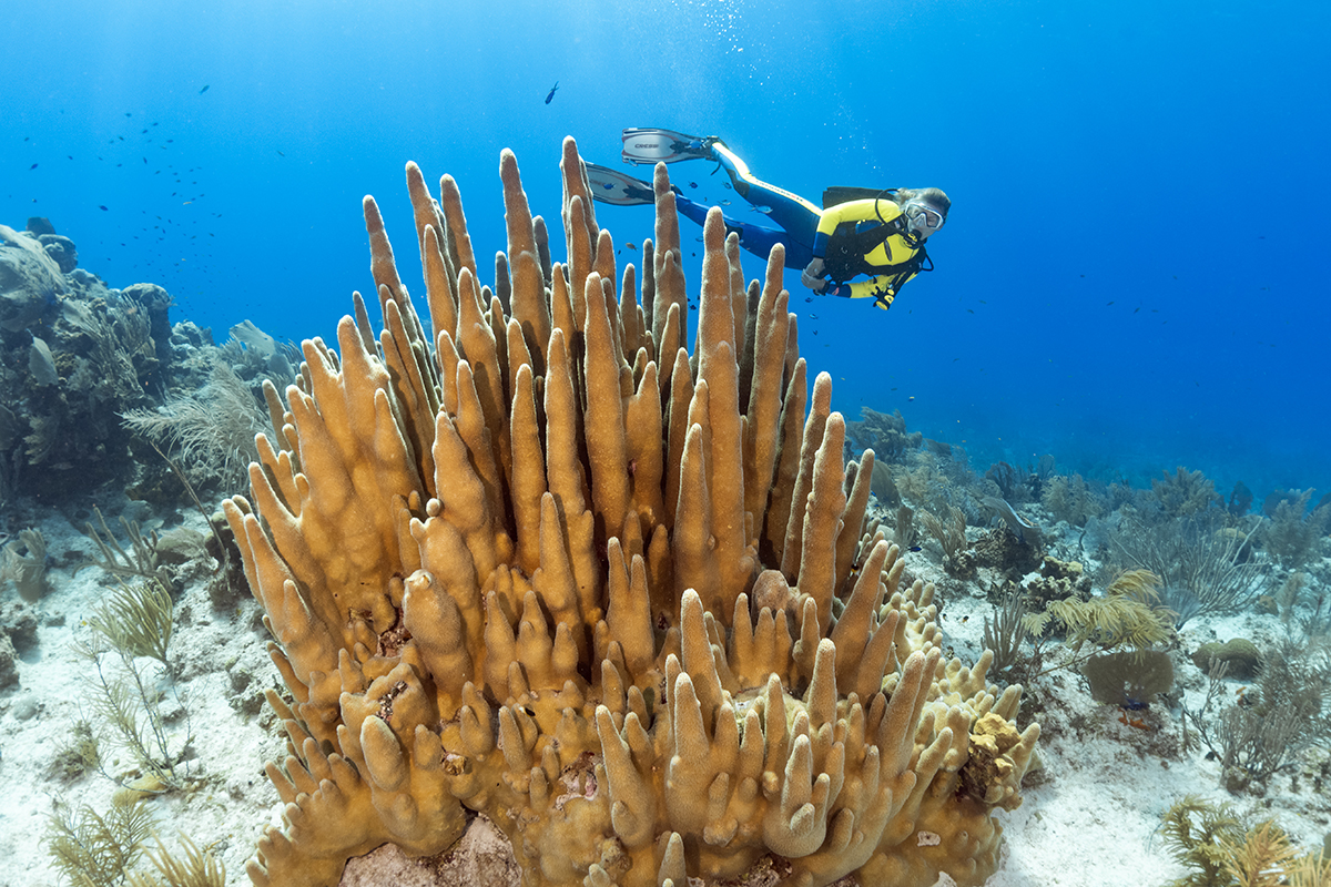 Diver looking over a beautiful stand of pillar coral at the dive site Fisheries, located on the far western end of Cayman Brac's north side.