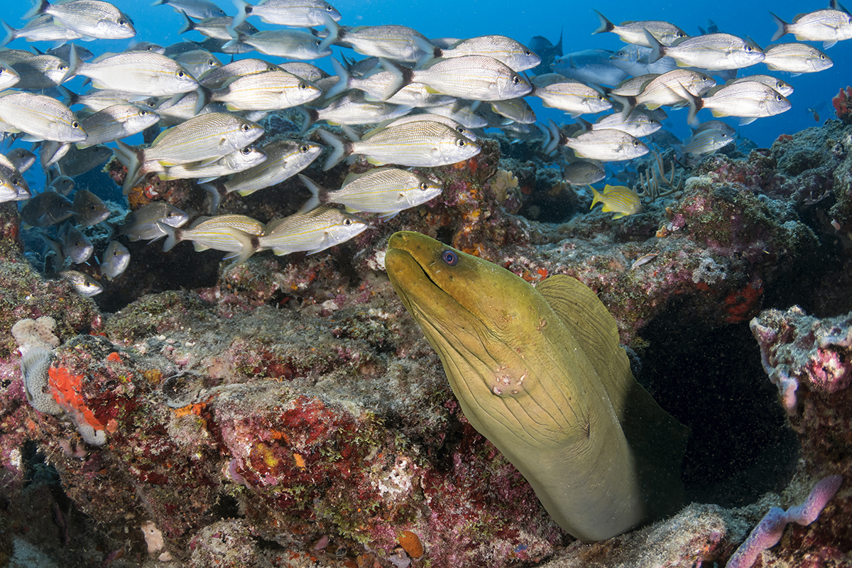 Green Moray Eel