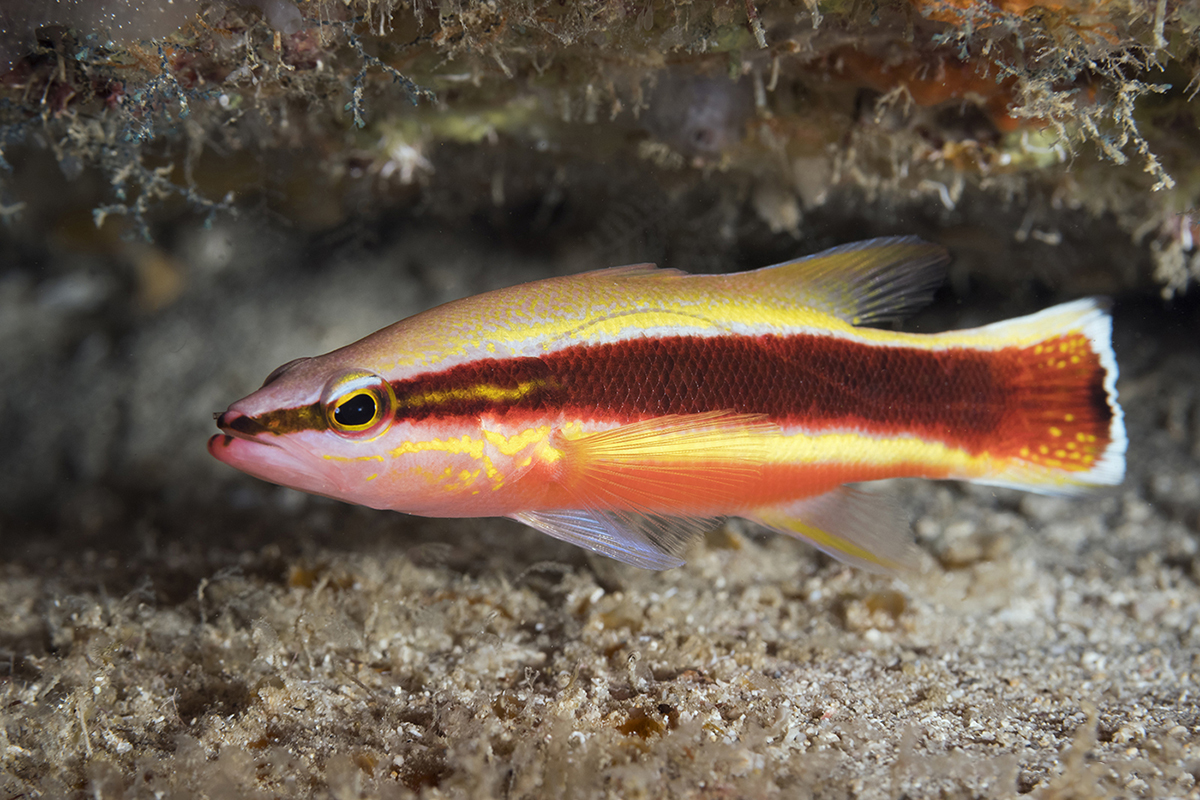 Wrasse Basslet (Liopropoma eukrines)