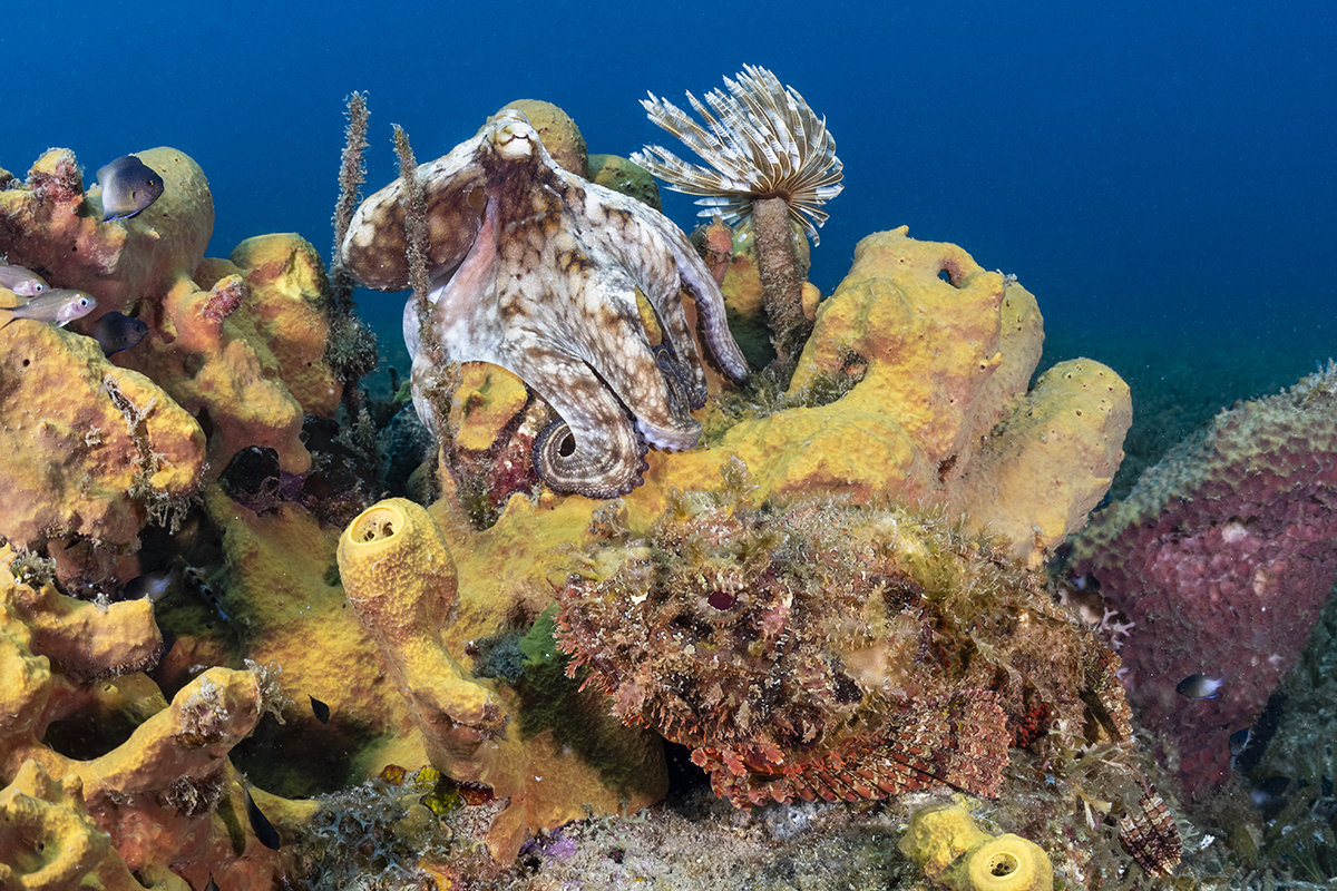 Two masters of camouflage, a common octopus (top) and a scorpionfish (bottom) perched on a yellow tube sponge/