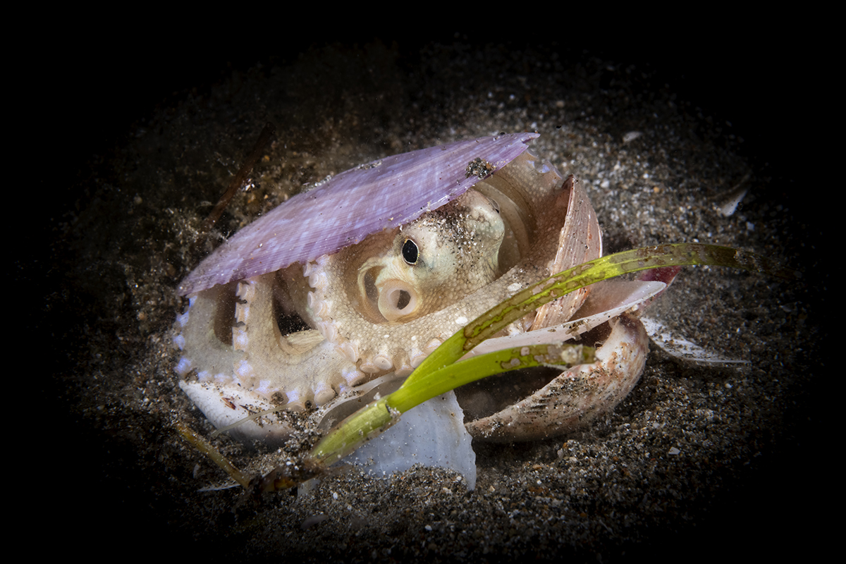 Coconut Octopus