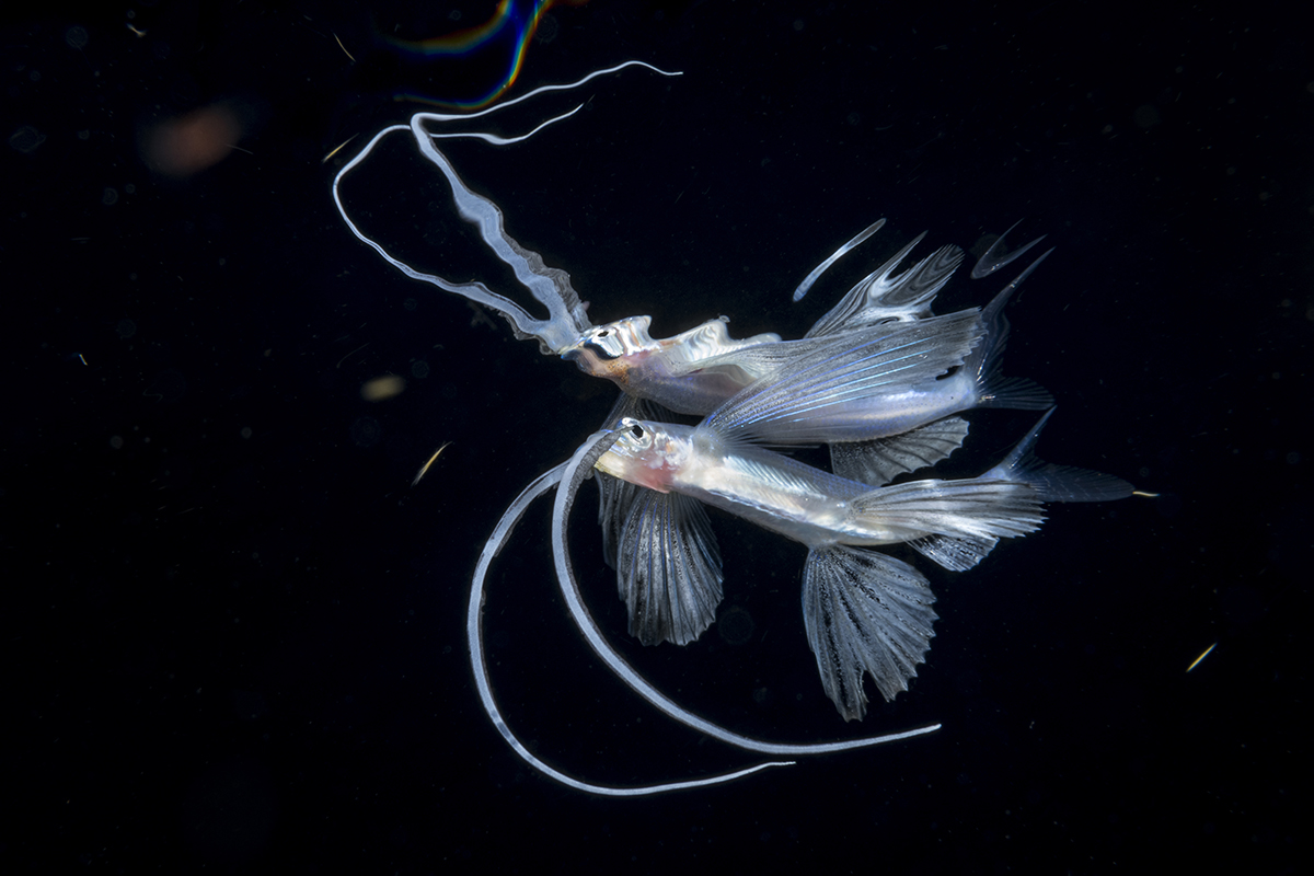 According to Wikipedia, there are about 64 species of flying fish grouped between seven to nine different genera. Due the extremely long barbels this species is displaying, it has been given the name Fu Manchu flying fish.