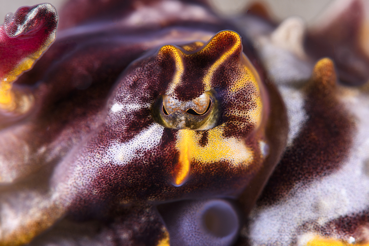 Close up of Flamboyant Cuttlefish's eye.