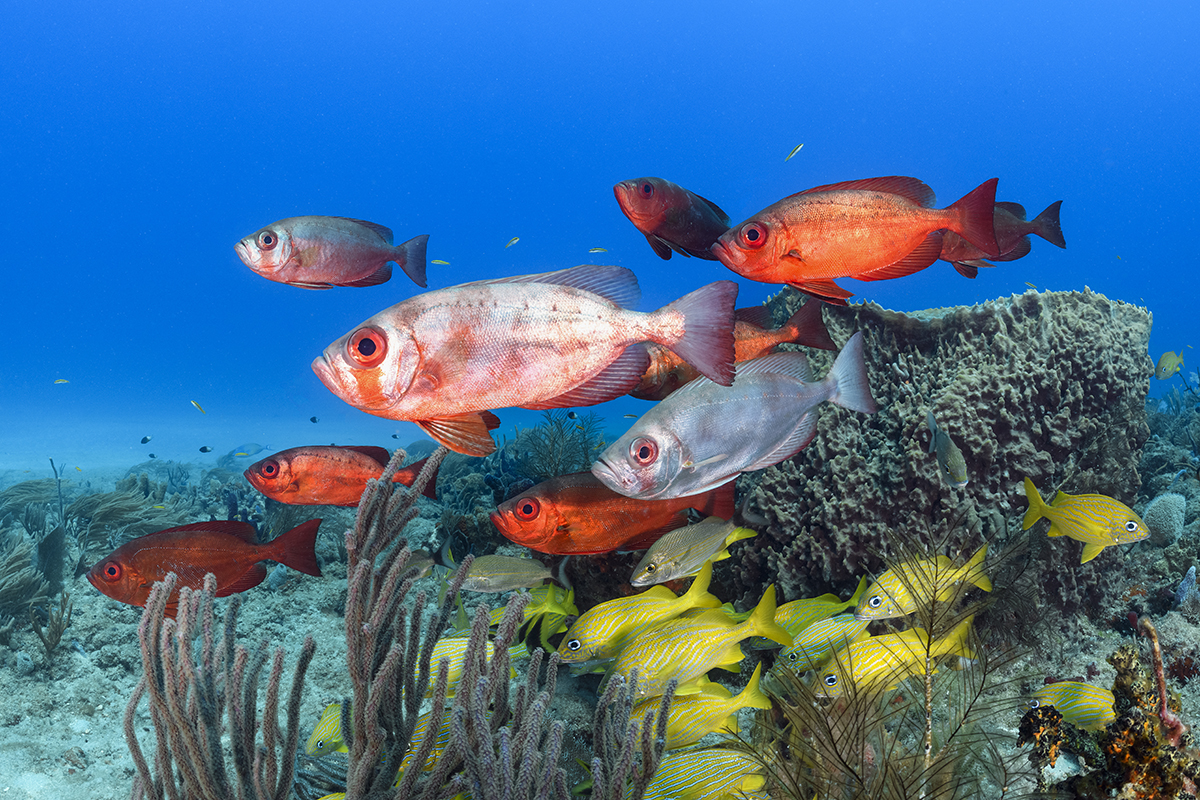 Atlantic Bigeye (Priacanthus arenatus)