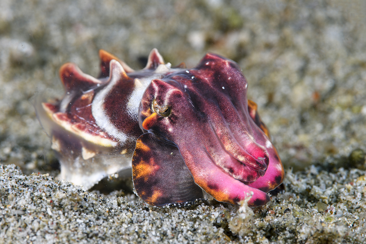 Flamboyant Cuttlefish