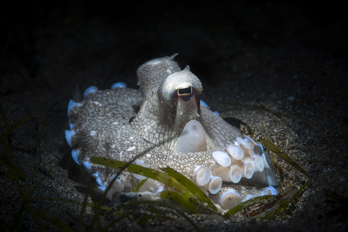 Coconut Octopus