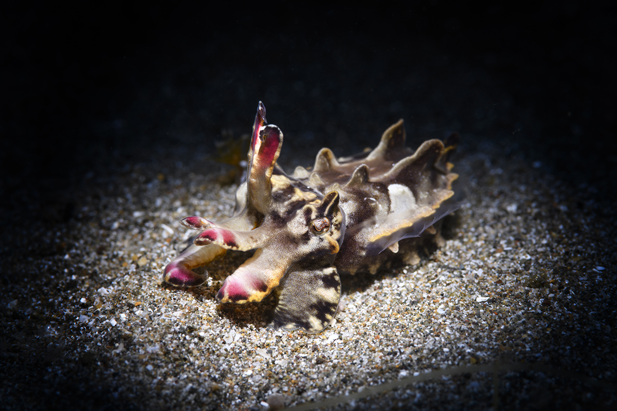 Flamboyant Cuttlefish