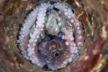 Caribbean reef octopus (Octopus briareus) with eggs