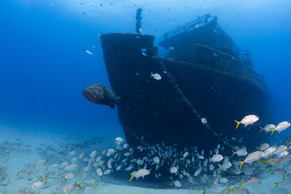 The M/V Ana Cecilia a 170-foot cargo ship that was sunk as an artificial reef on July 13, 2016. Sitting up on the bottom in 90 feet of water facing south, the bow’s tall profile will be the first thing that will come into view as you approach the wreck.