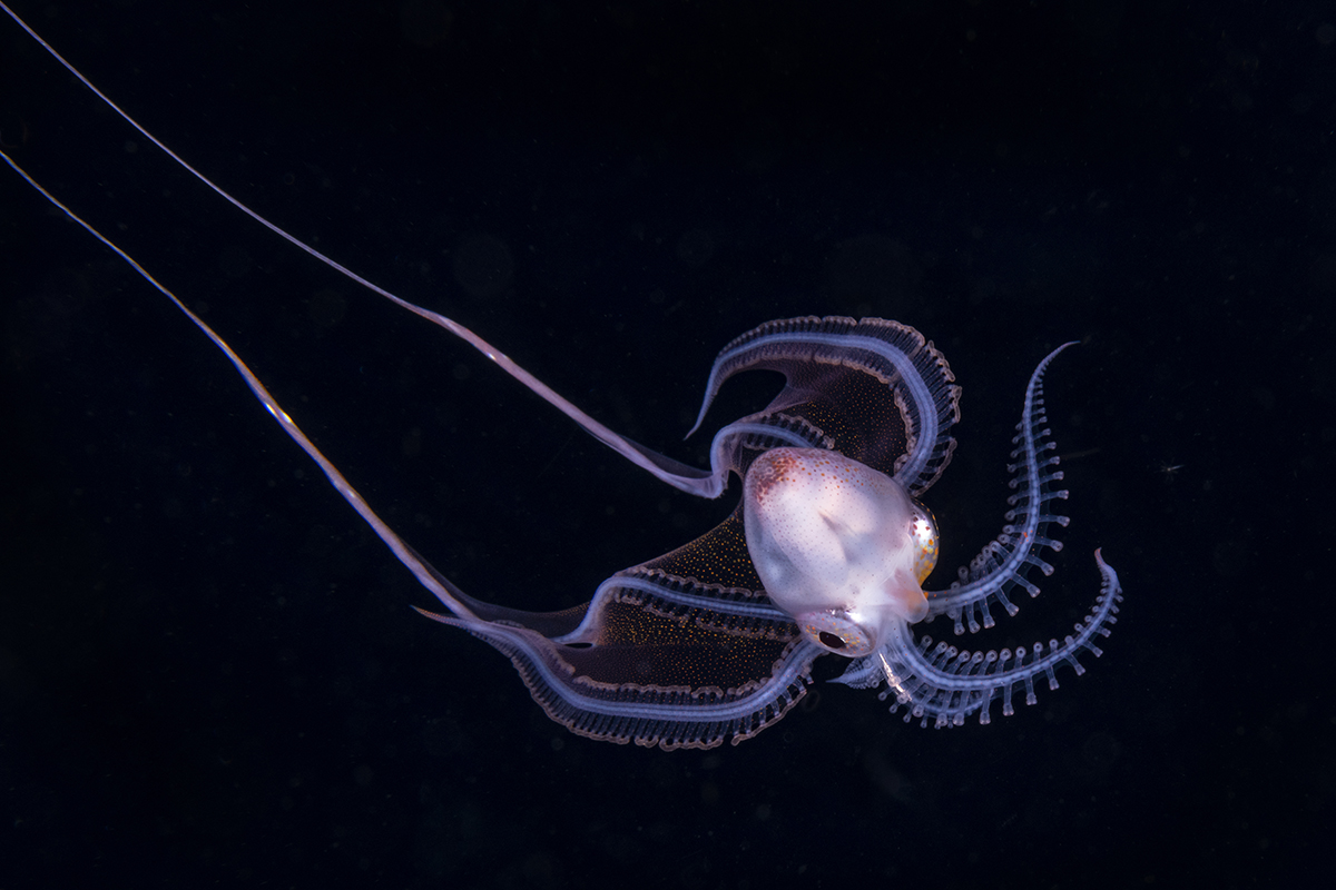 Small female Blanket Octopus (Tremoctopus gracillis) captured in this photo taken at night in the Florida Gulf Stream.