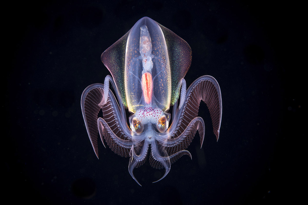 Diamond Squid (Thysanoteuthis rhombus), also known as the diamondback squid, or rhomboid squid is a large species of squid from the family Thysanoteuthidae which is found worldwide, throughout tropical and subtropical waters. T. rhombus is given its name for the appearance of the fins that run the length of the mantle.