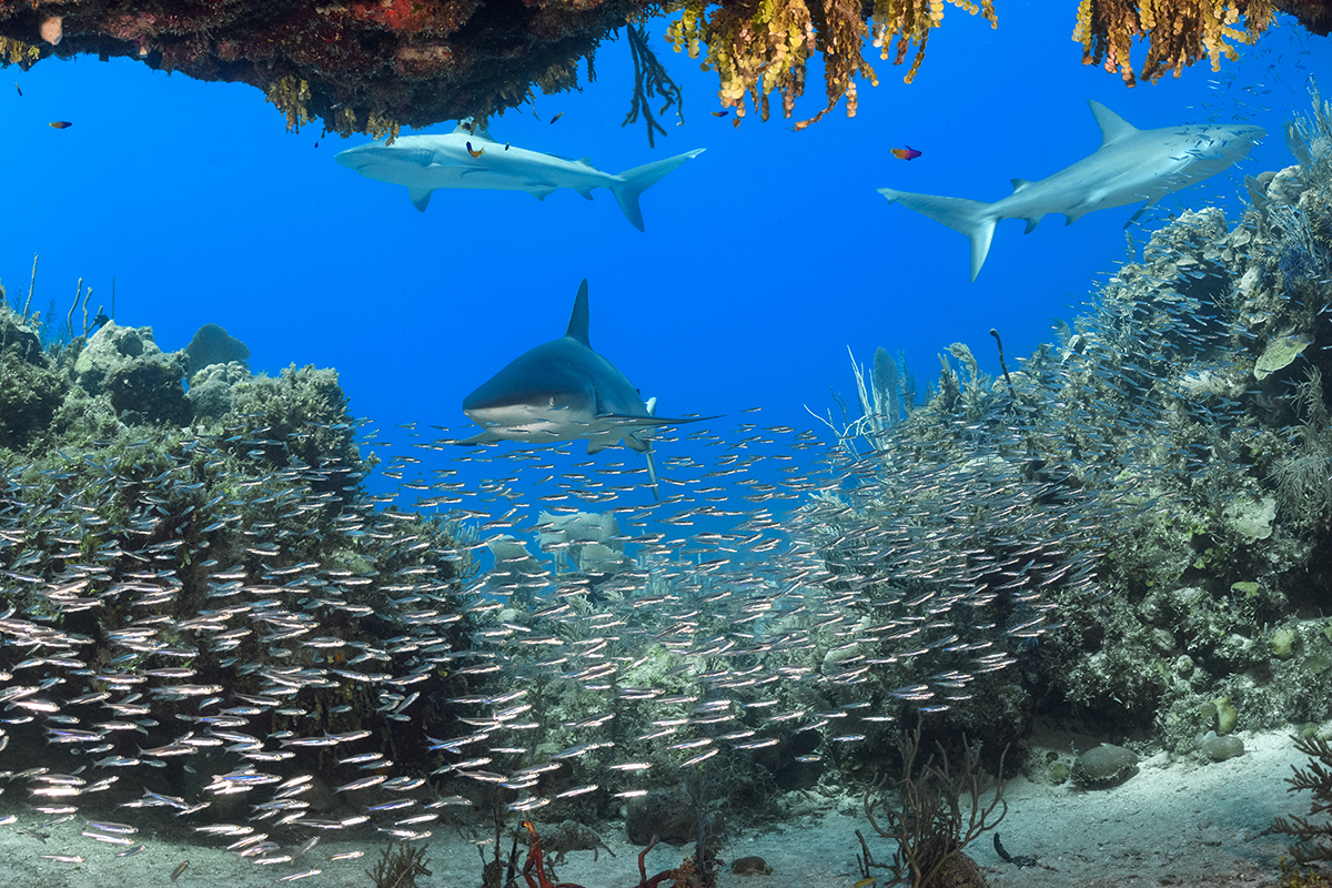 Reef sharks outside a small cave