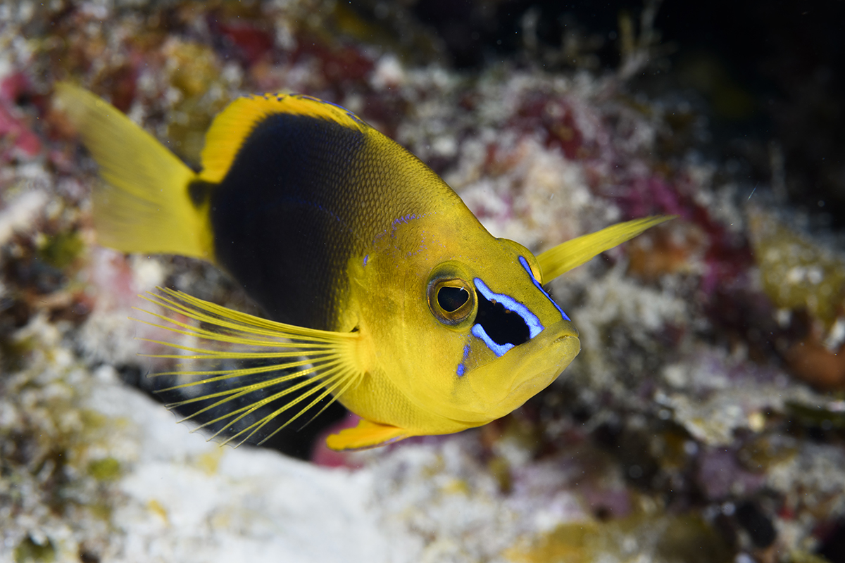 Shy Hamlet (Hypoplectrus guttavarius) , Caribbean