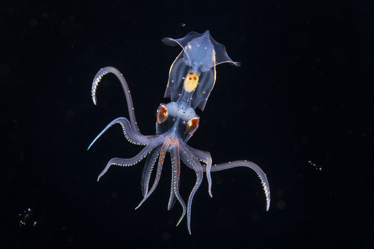 Sharpear enope squid (Ancistrocheirus lesueurii) is a deep-water species found in the mesopelagic depths (200–1000 m down) throughout the oceans tropical and subtropical regions. The only species in the genus Ancistrocheirus and family Ancistrocheiridae, enopes grow to a moderate size with a mantle length of 25 cm.