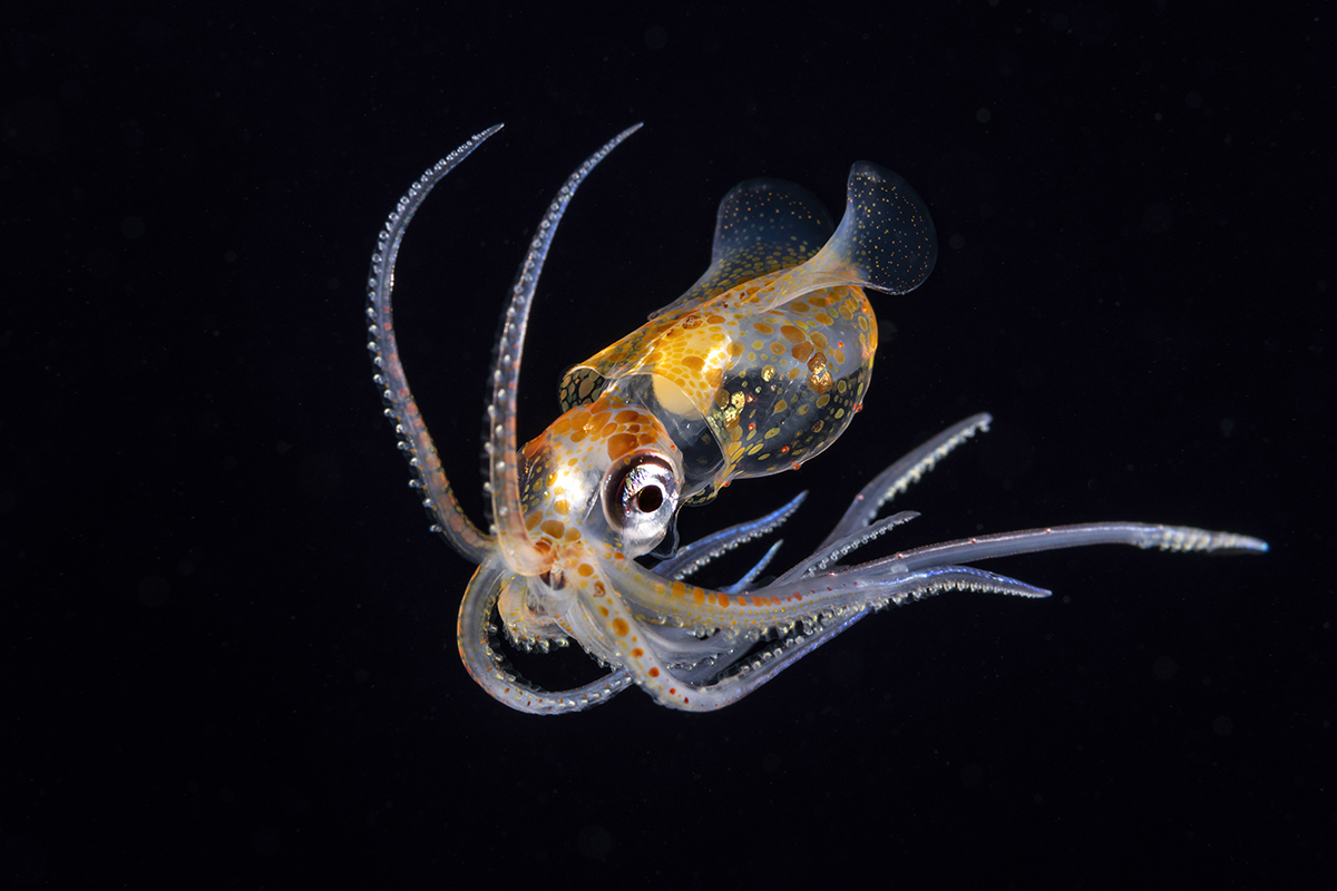 Sharpear enope squid (Ancistrocheirus lesueurii) is a deep-water species found in the mesopelagic depths (200–1000 m down) throughout the oceans tropical and subtropical regions. The only species in the genus Ancistrocheirus and family Ancistrocheiridae, enopes grow to a moderate size with a mantle length of 25 cm.