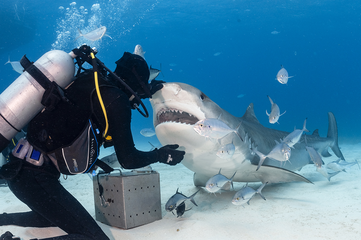 Tiger shark dive at Tiger Beach, Bahamas