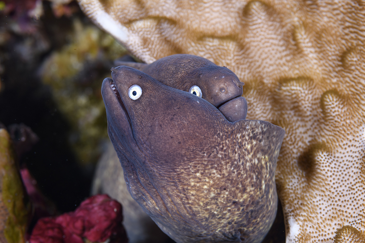 White-eye Morays