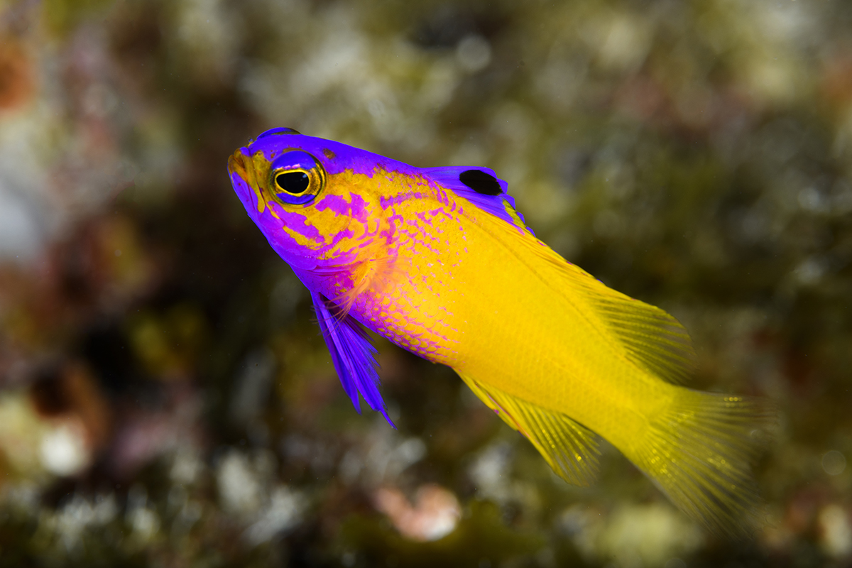 Golden Fairy Basslet photographed at the dive site La Cana, Cuba