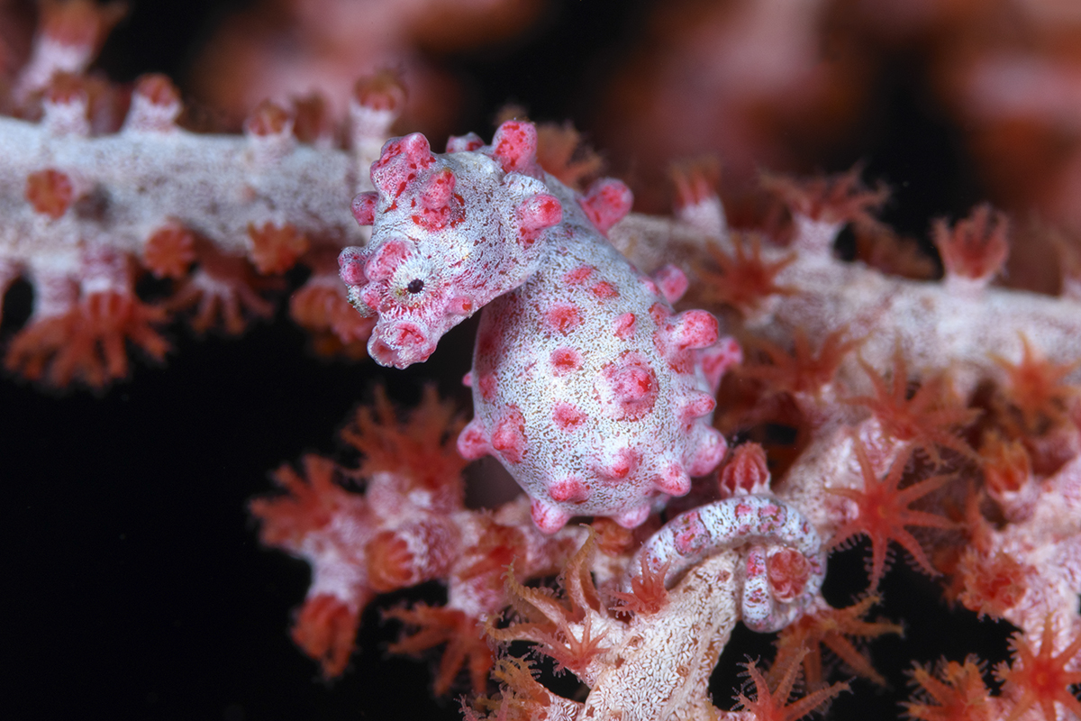 Pygmy Seahorse