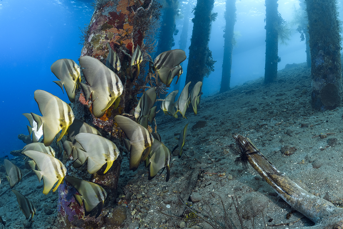 Spadefish gathered below pier in Alor Indonesia