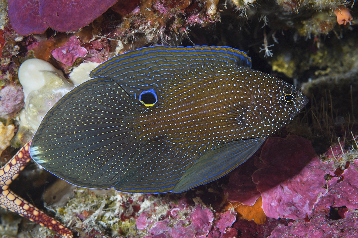 Comet Fish