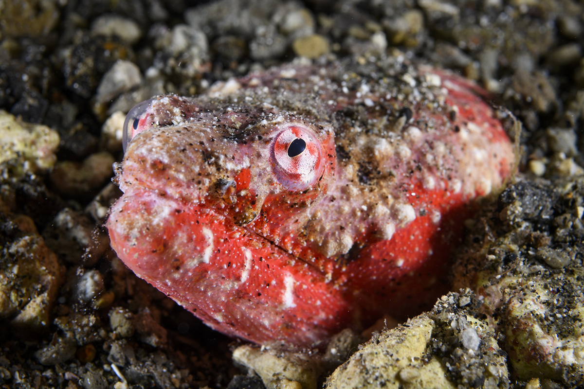 Reptilian Snake Eel